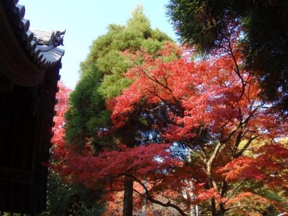 神呪寺の紅葉。