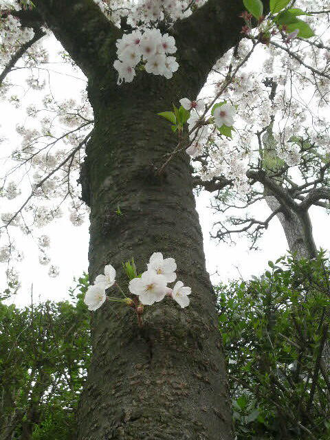 近所の桜。散ってきた…