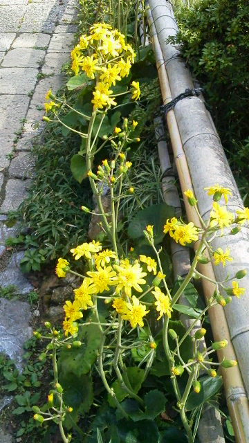 高知牧 野植物園
