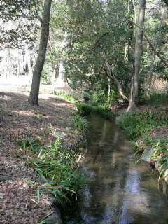 京都。～糺の森～