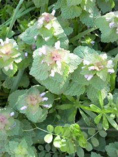 仁川沿線　宝塚熊野神社