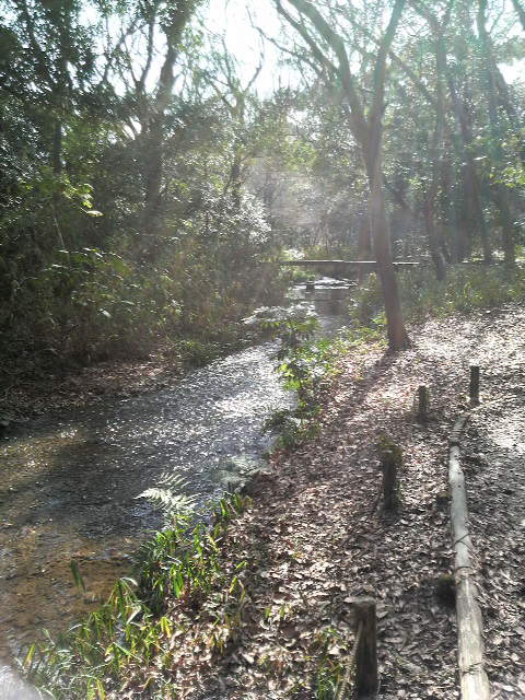 京都。～糺の森～