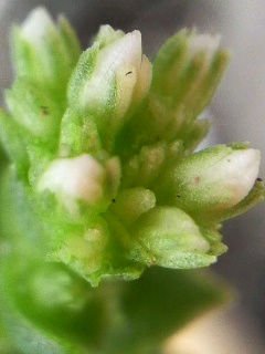 近所27 ベランダ