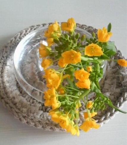 2009/03/23　　菜の花♪