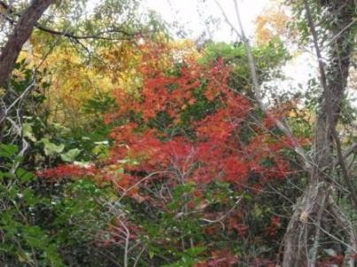 山の紅葉