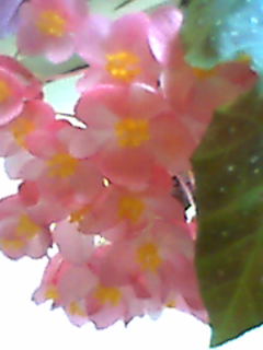 木立ベゴニアの花束