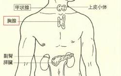 胸腺2