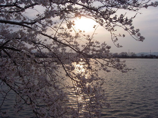 ゆうぐれの桜.jpg
