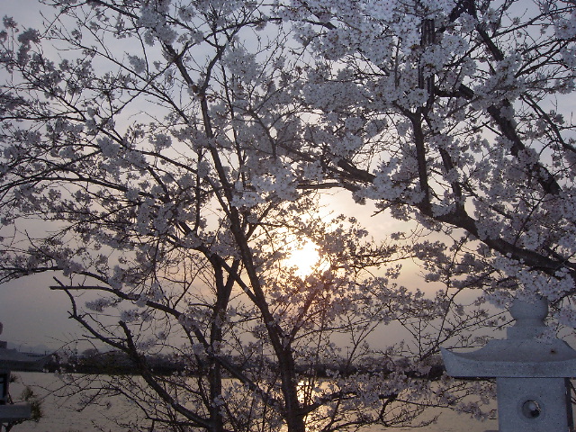 桜と夕日.jpg