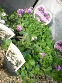 20080328154054.jpg