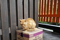 伏見猫