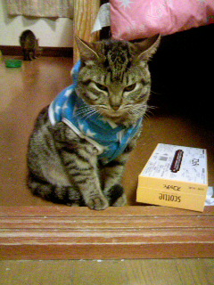 虎徹（てっちゃん）