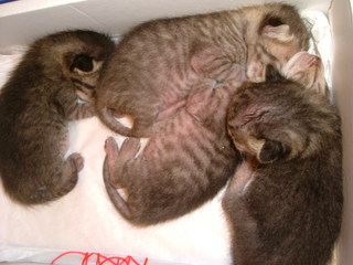 最初は４人兄妹