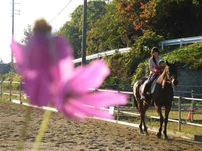 麗慈、馬に乗るの巻