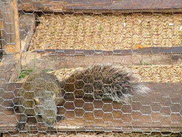 足に障害があるけど・・・