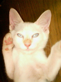 ゴロンしてます