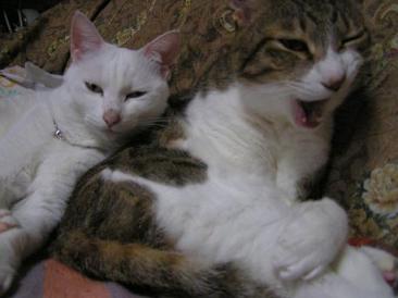 ウニ＆パト あくび.jpg