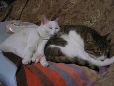 ウニ＆パト　睡眠.jpg