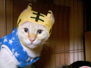 コスプレはっちゃん