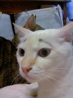 まゆげ・・・・・