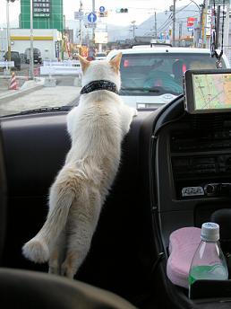 大好きドライブ