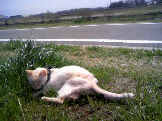 2008.3.21大和川の土手