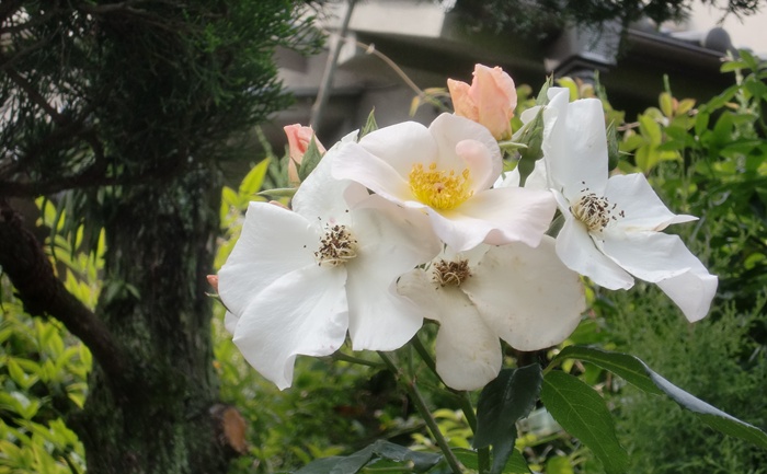 梅雨の晴れ間（４）