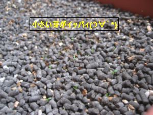 クローバー　2009-04-05