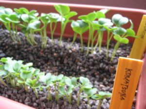 葉大根＆小松菜　2009-04-05