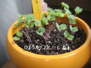 ルッコラ　2009-04-05