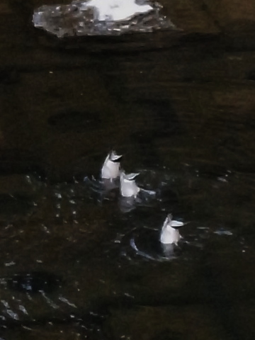 逆立ちカモさん20120112