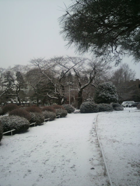 雪の朝、片平キャンパス20120127