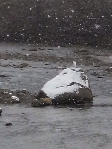 雪、岩の上のサギ20111216