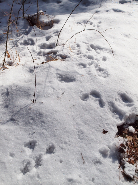 雪の上に野ウサギのあしあと20120129