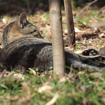 昼寝ネコその1
