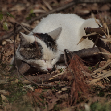 昼寝ネコその2
