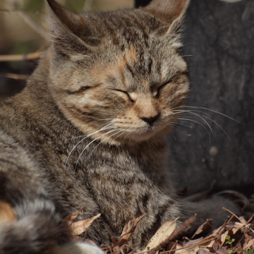 昼寝ネコその3