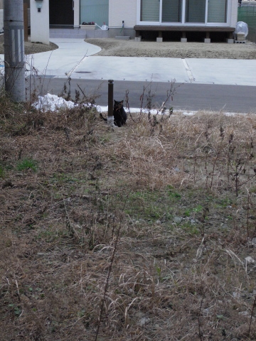 ノートリミング黒猫20120104