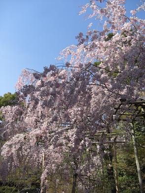 枝垂れ桜