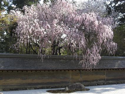 龍安寺桜