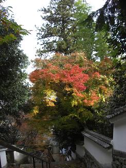 紅葉