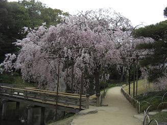 枝垂れ桜