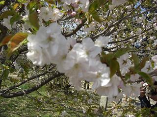 御室桜・花