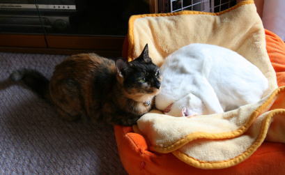 20100611かのこ＆メレンゲ　猫ソファで