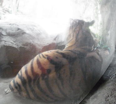 20111010上野動物園03スマトラトラ.jpg