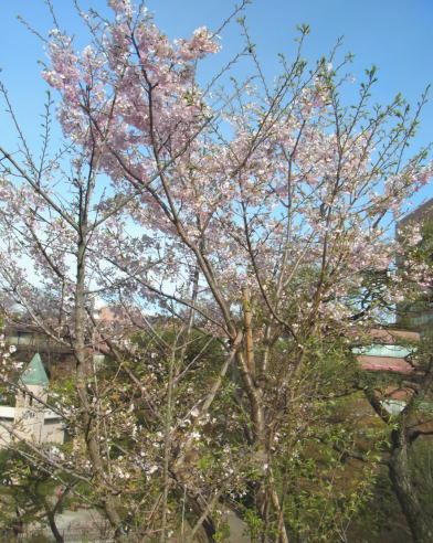 8.神代曙桜（開花時期4月中旬）.JPG