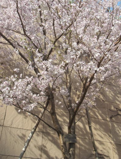 9.越の彼岸桜（開花時期3月中旬）.JPG