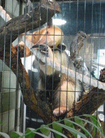 20111010上野動物園04コアリクイ.jpg