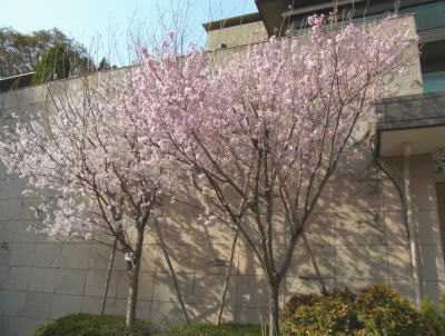 10.越の彼岸桜と八重の桜.JPG