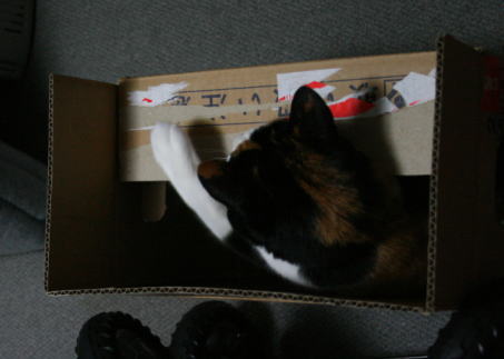 20070910箱入り娘